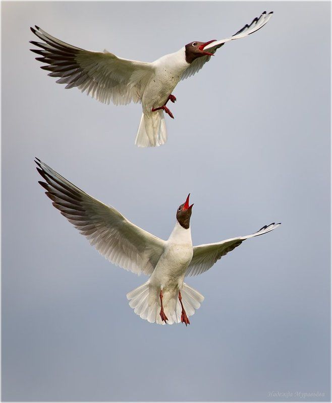 озёрная, чайка, larus, ridibundus Добрососедские отношенияphoto preview