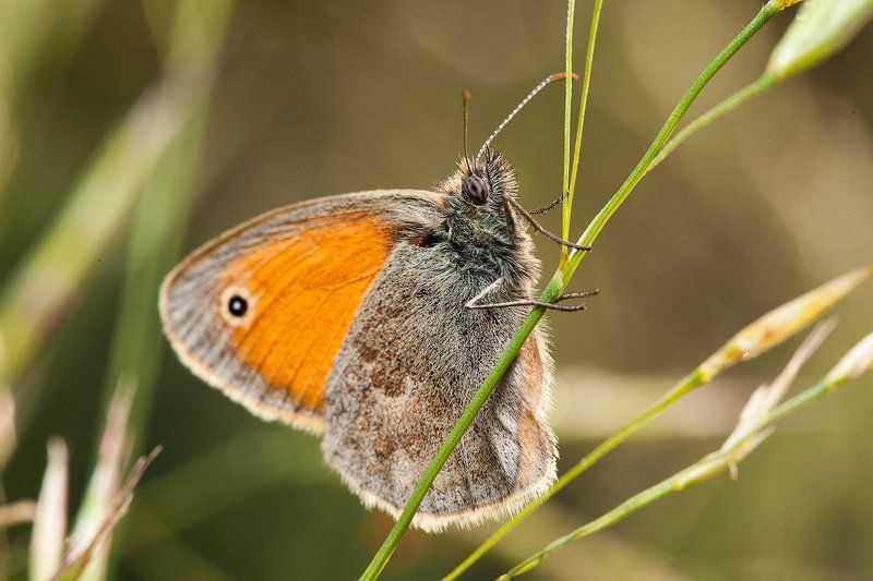 Butterflyphoto preview