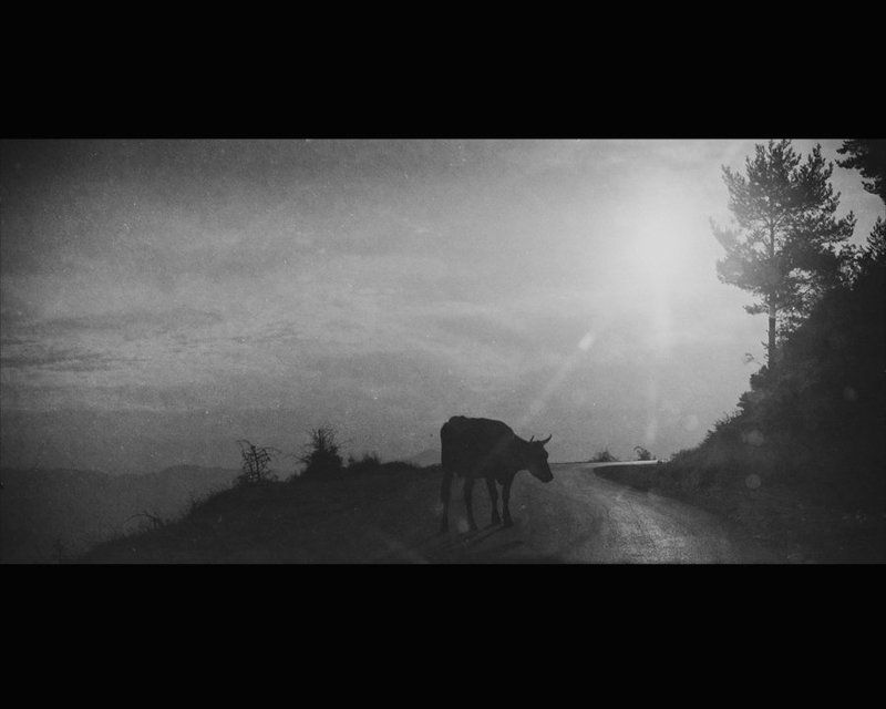 The Golden Calfphoto preview