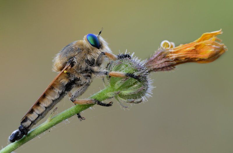 Охотникphoto preview