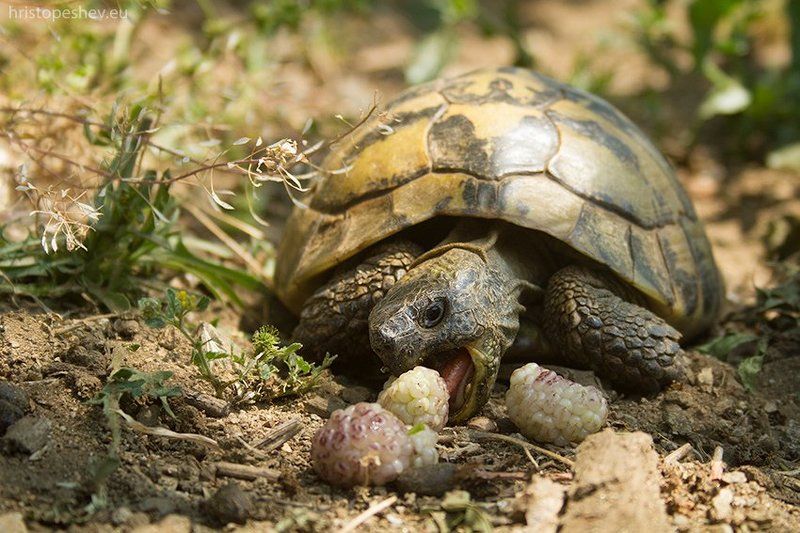 обедphoto preview