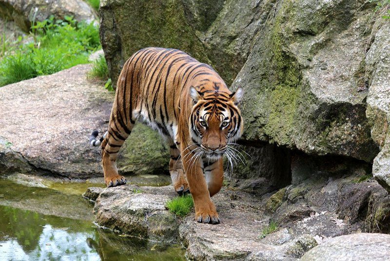 Тигрphoto preview