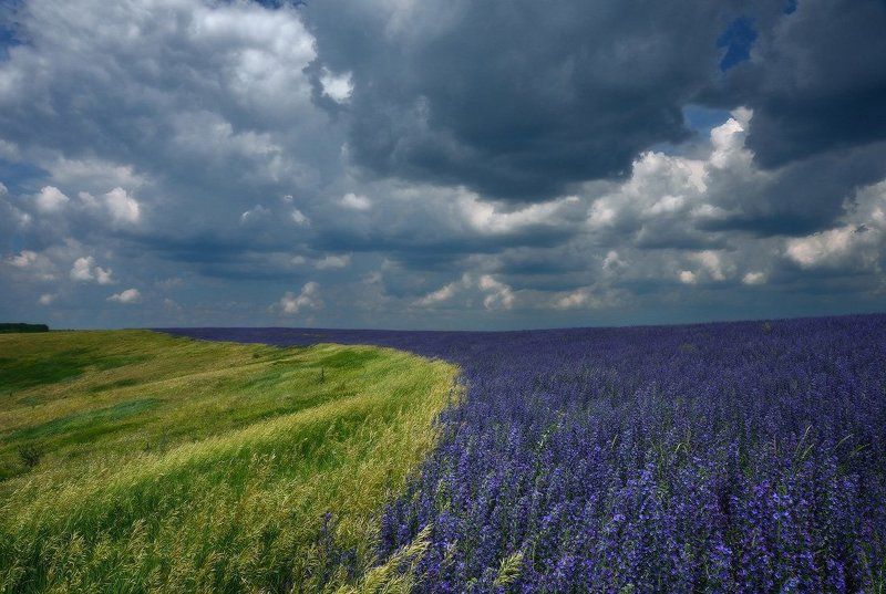 гроза, луг Застигнутый грозойphoto preview