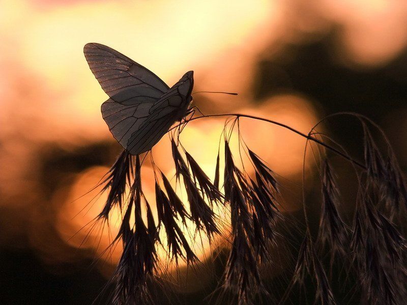 провожая, ушедший, день. провожая ушедший деньphoto preview