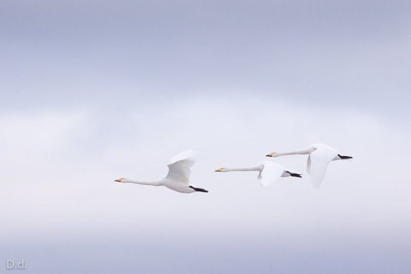 Davis Drazdovskis Portfoliophoto preview