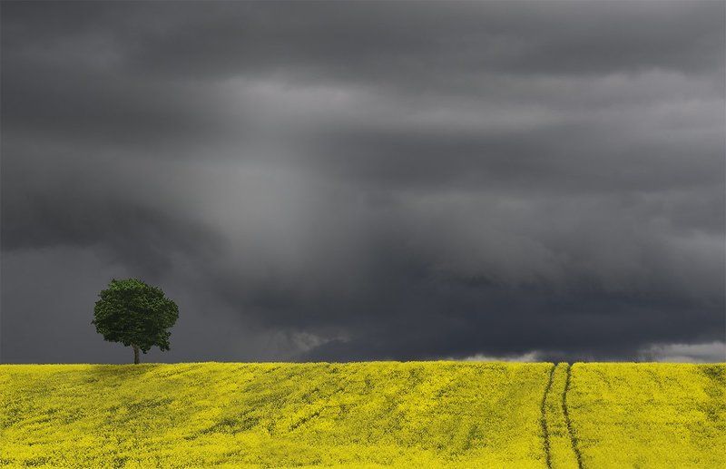 Burgundian Fields фото превью