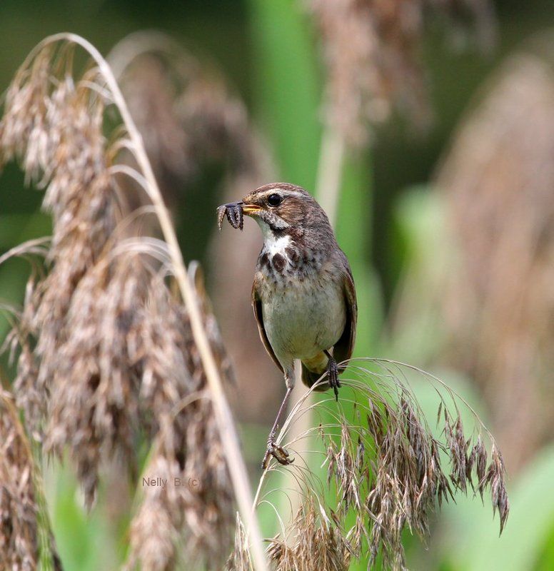 luscinia svecica, варакушка Птичка малая,да охотница удалаяphoto preview