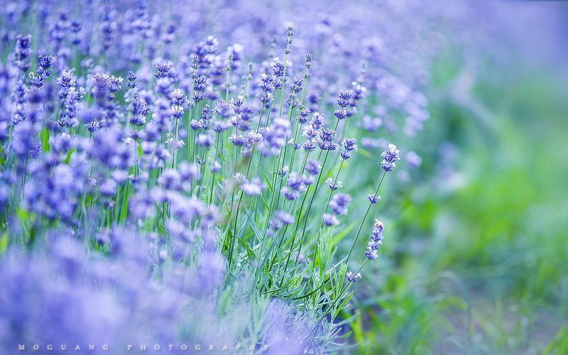 Фиолетовая фантазияphoto preview