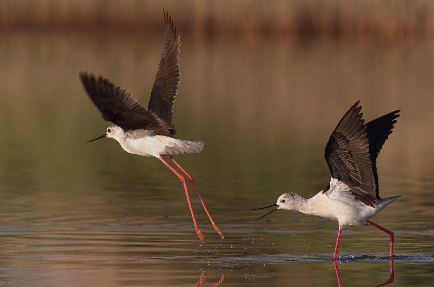 Tы гонишь!. Автор: Евгени Стефанов кокилобегач, ходулочник, himantopus, himantopus, black-winged stilt, Евгени Стефанов