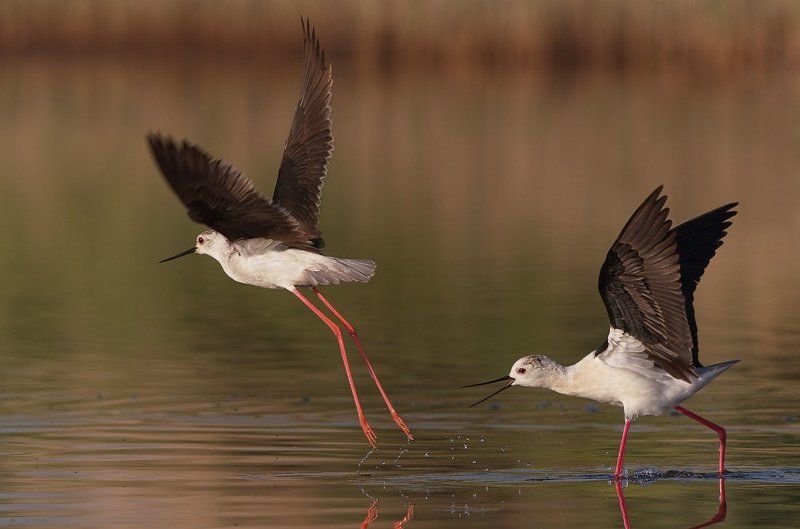 кокилобегач, ходулочник, himantopus, himantopus, black-winged stilt Tы гонишь! фото превью