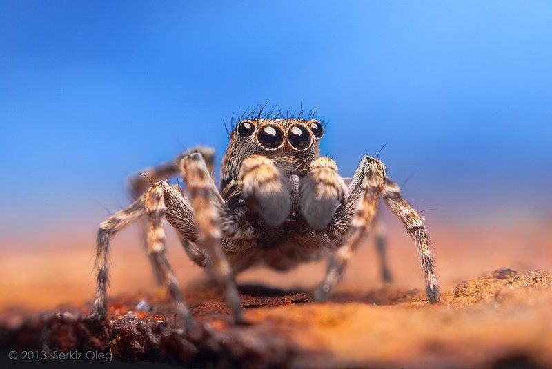 Art, Blue, Jumping Spider, Oleg Serkiz, Salticidae, Sitticus pubescens, Sky, Олег Серкиз On Topphoto preview