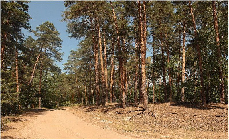 Сосновый лес... фото превью