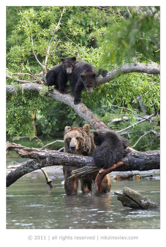 Верхолазыphoto preview