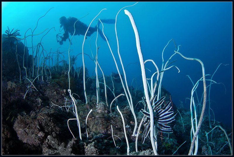 Подводный лесphoto preview