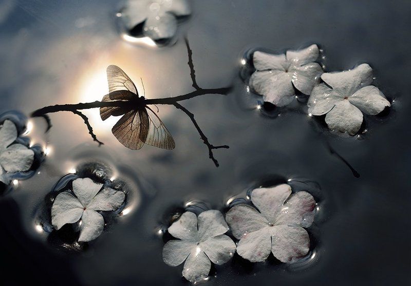 В волшебном зеркалеphoto preview