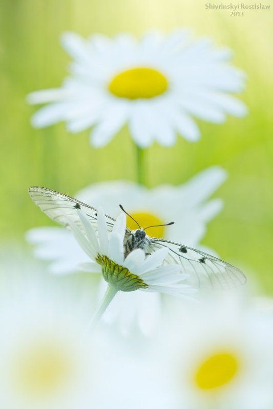 Ромашковый аполлонphoto preview