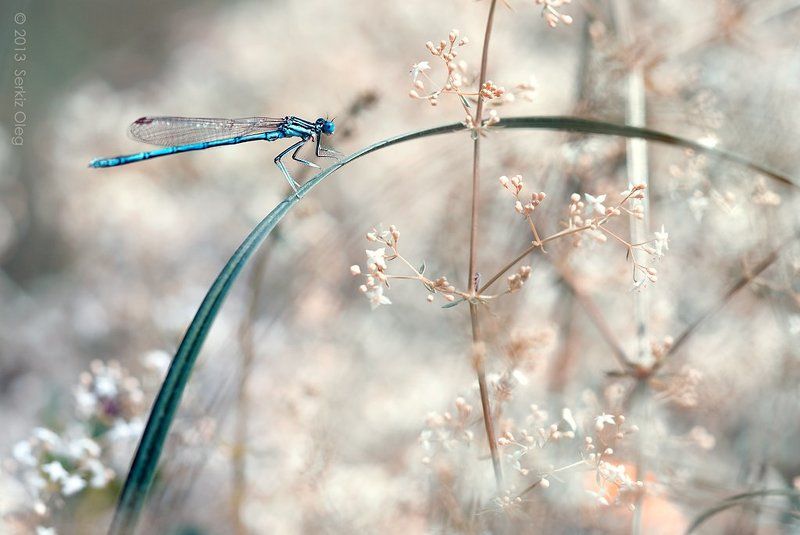 Art, Damselfly, Grasshopper, Macro, Oleg Serkiz, Олег Серкиз Summer storyphoto preview