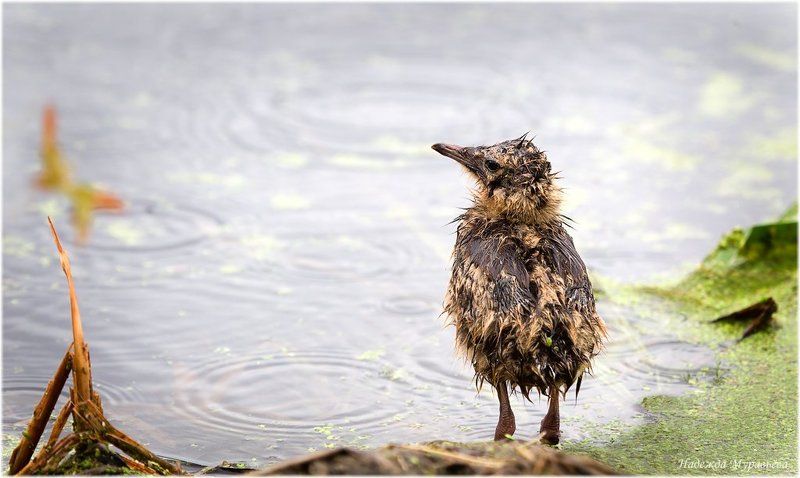 озёрная, чайка, larus, ridibundus Дождьphoto preview