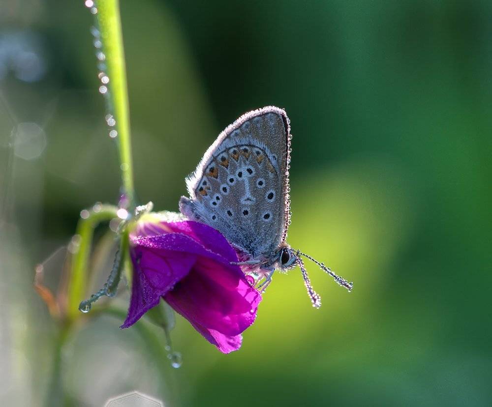 eumedonia eumedon, голубянка эвмедон, голубянка эвмедон (eumedonia eum, Alexey Gnilenkov
