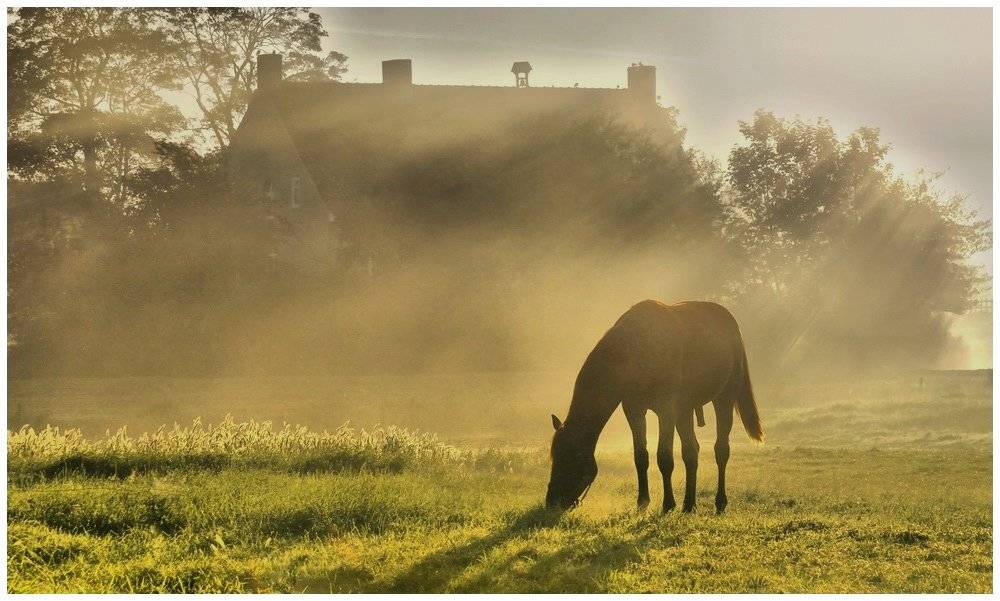 Horse in the morning light.. Автор: Johny Hemelsoen , Johny Hemelsoen