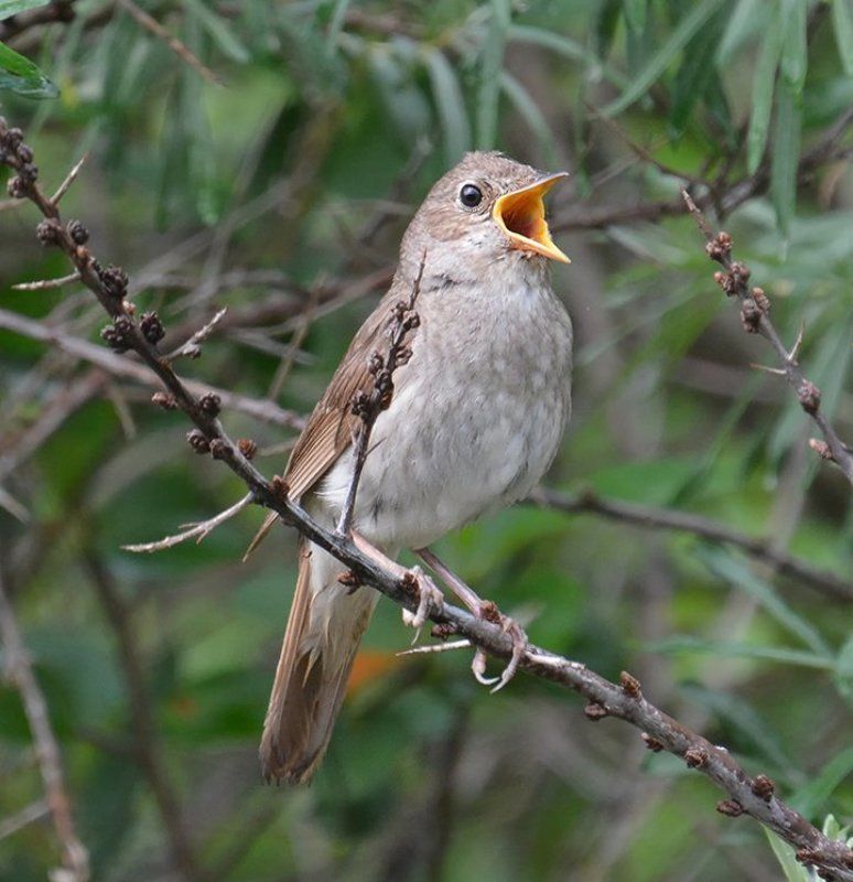 Соловей Когда поют соловьи...photo preview