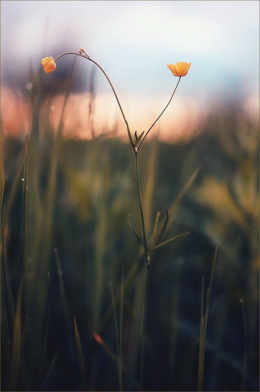 Лютиковое вечернееphoto preview