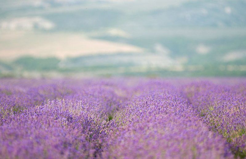 лаванда, крым Лавандовое настроениеphoto preview