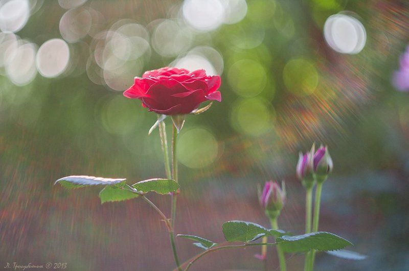 Роза, Цветы Cолнечный ветерphoto preview