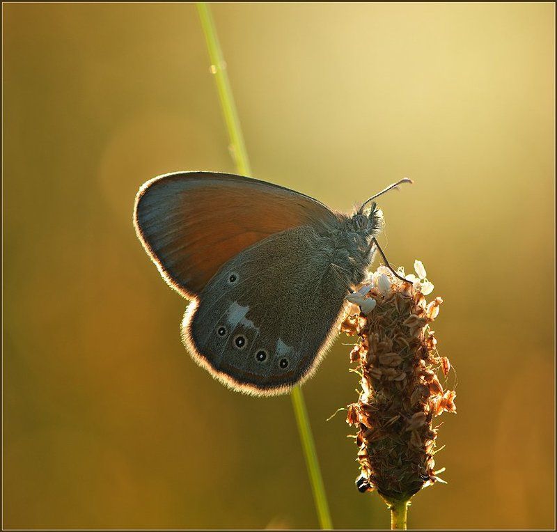 Бархатное сердечко.photo preview