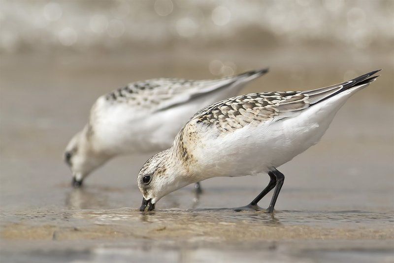 Песчанка · Calidris albaphoto preview