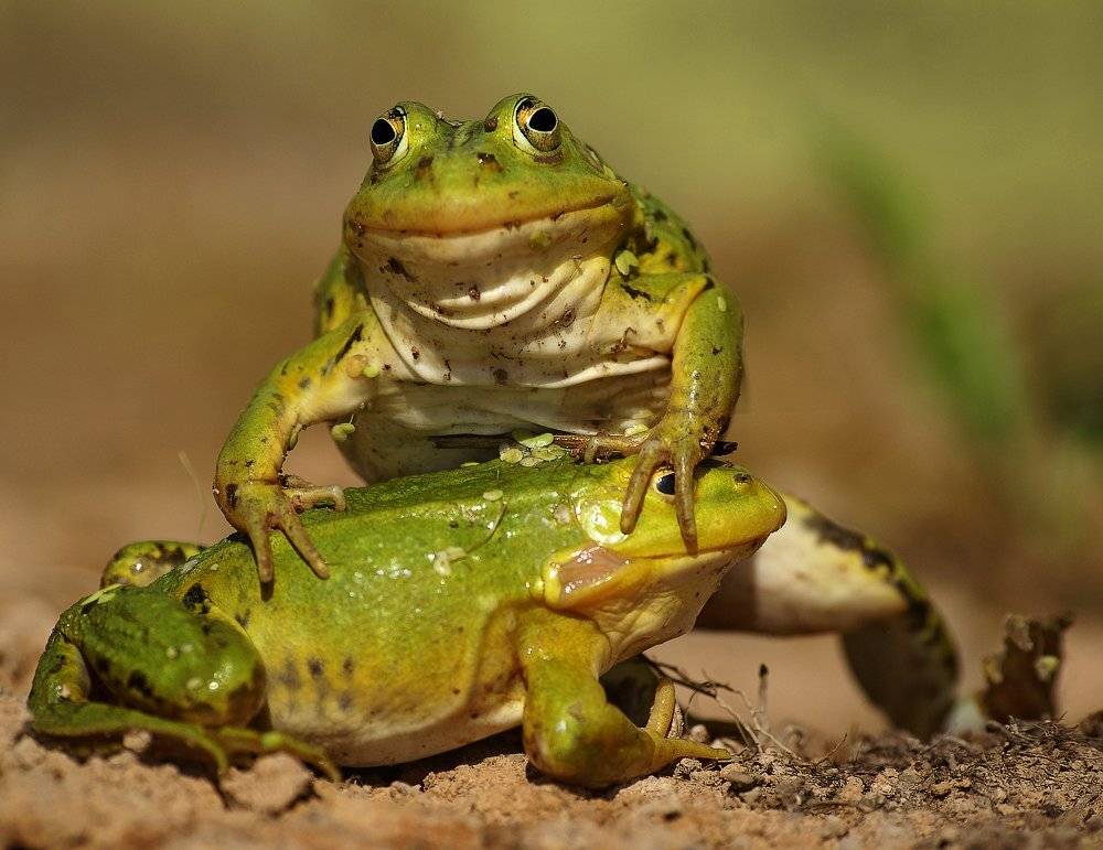 , Ирина Фурашова