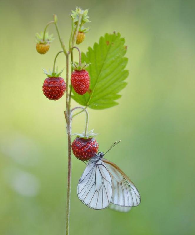Вот оно какое наше лето...:)photo preview