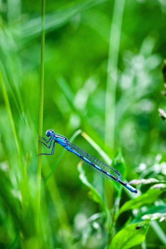 Blue helicopterphoto preview
