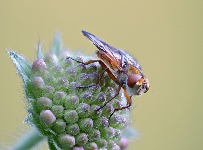 closeup, macro, макро, муха ***photo preview