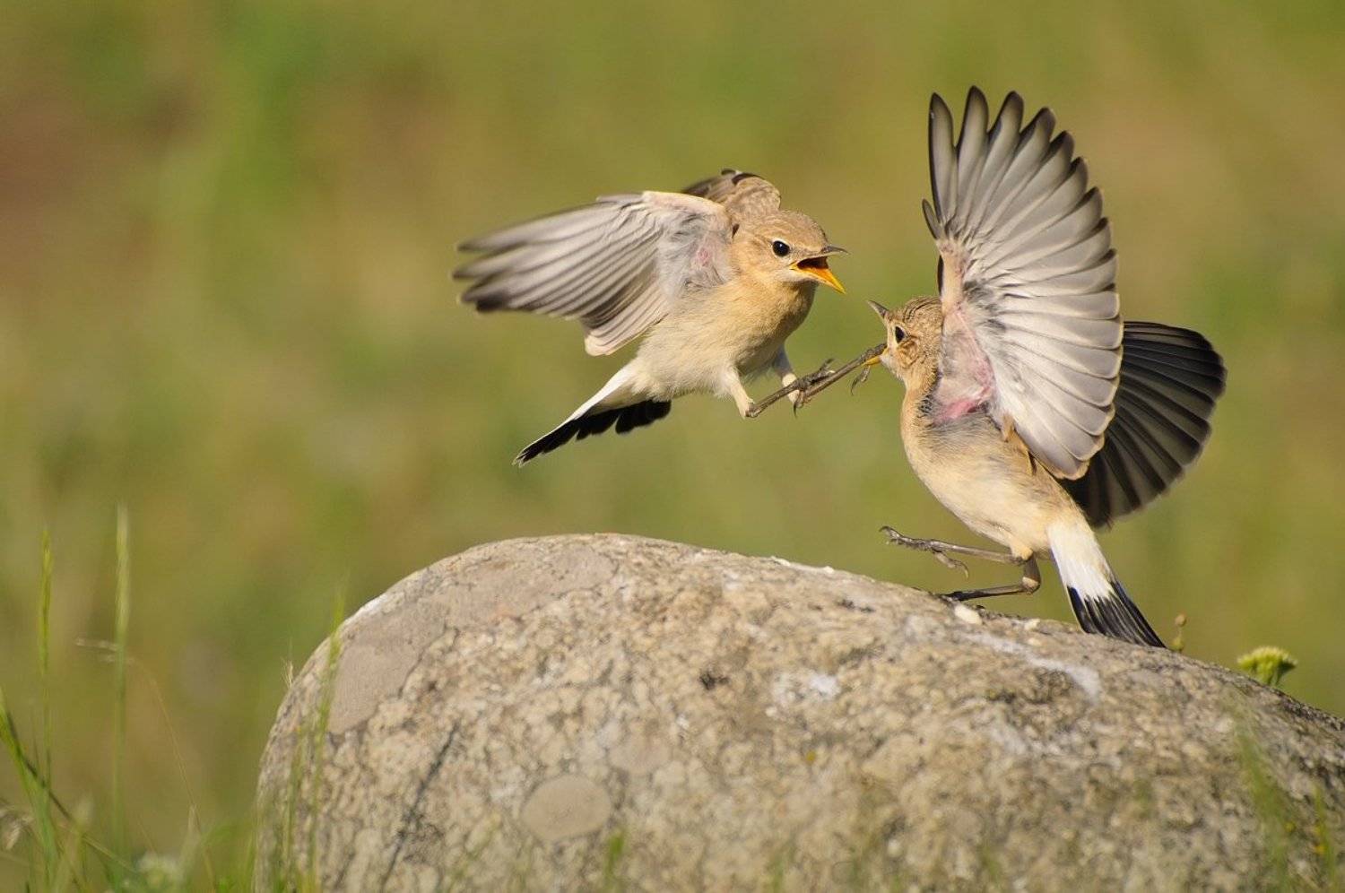 Go away! The rock is mine.. Автор: Stefan Stefanov isabelline, wheatear, (oenanthe, isabellina), Stefan Stefanov