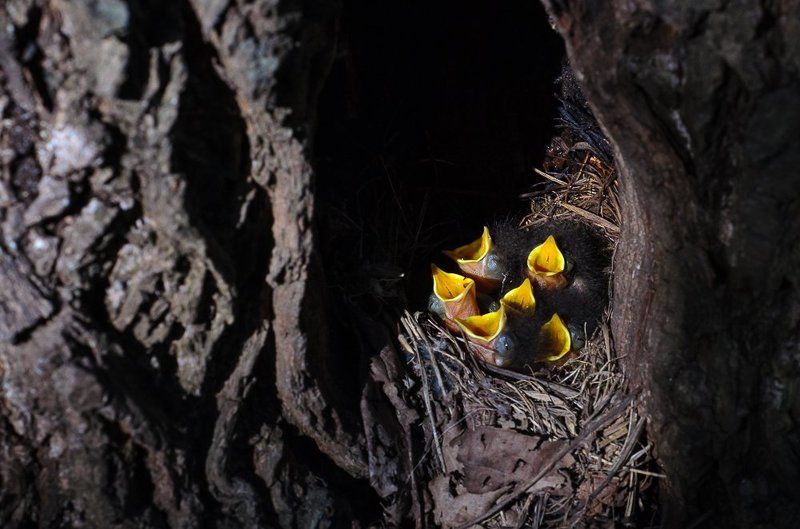 Птенец, Птенцы, Птица, Птицы Желторотикиphoto preview