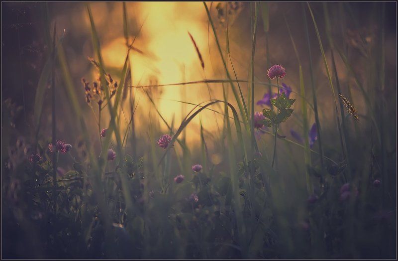 Летний вечер.photo preview