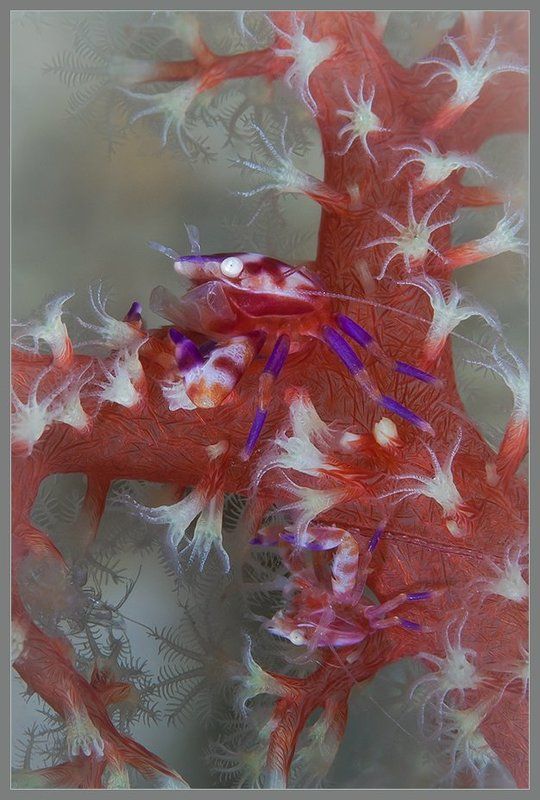 Парочкаphoto preview