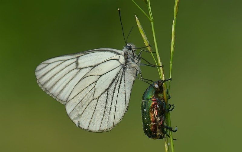Бабочка Варвара вытирает белым платочком слезинку у жука Никодимаphoto preview