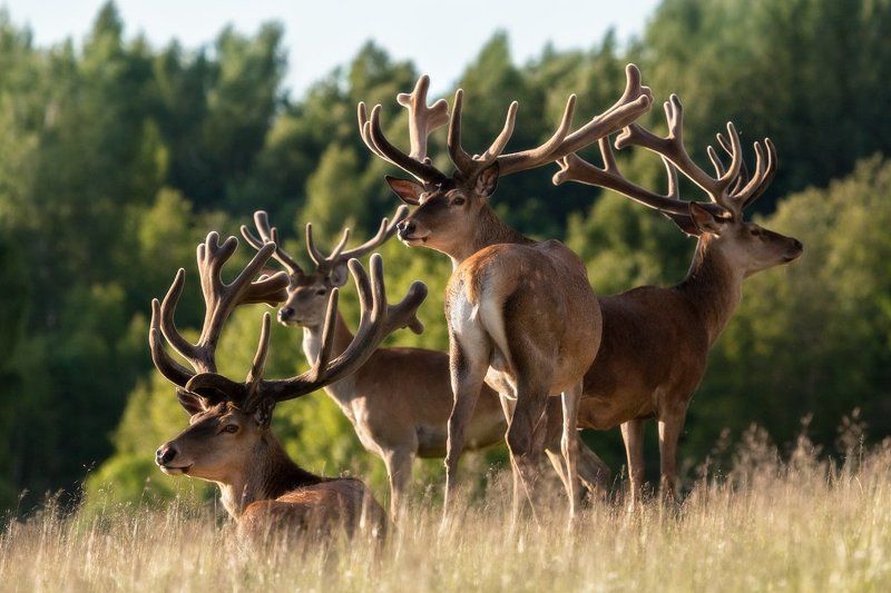 мальчишник или у кого панты красивееphoto preview