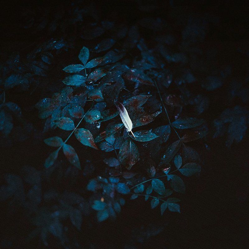 Bird, Blood, Dream, Emotion, Fly, Forest, Geo arcus, Georgiy alexandrov, Green, Sleep, Tree Uneternal Sleepphoto preview