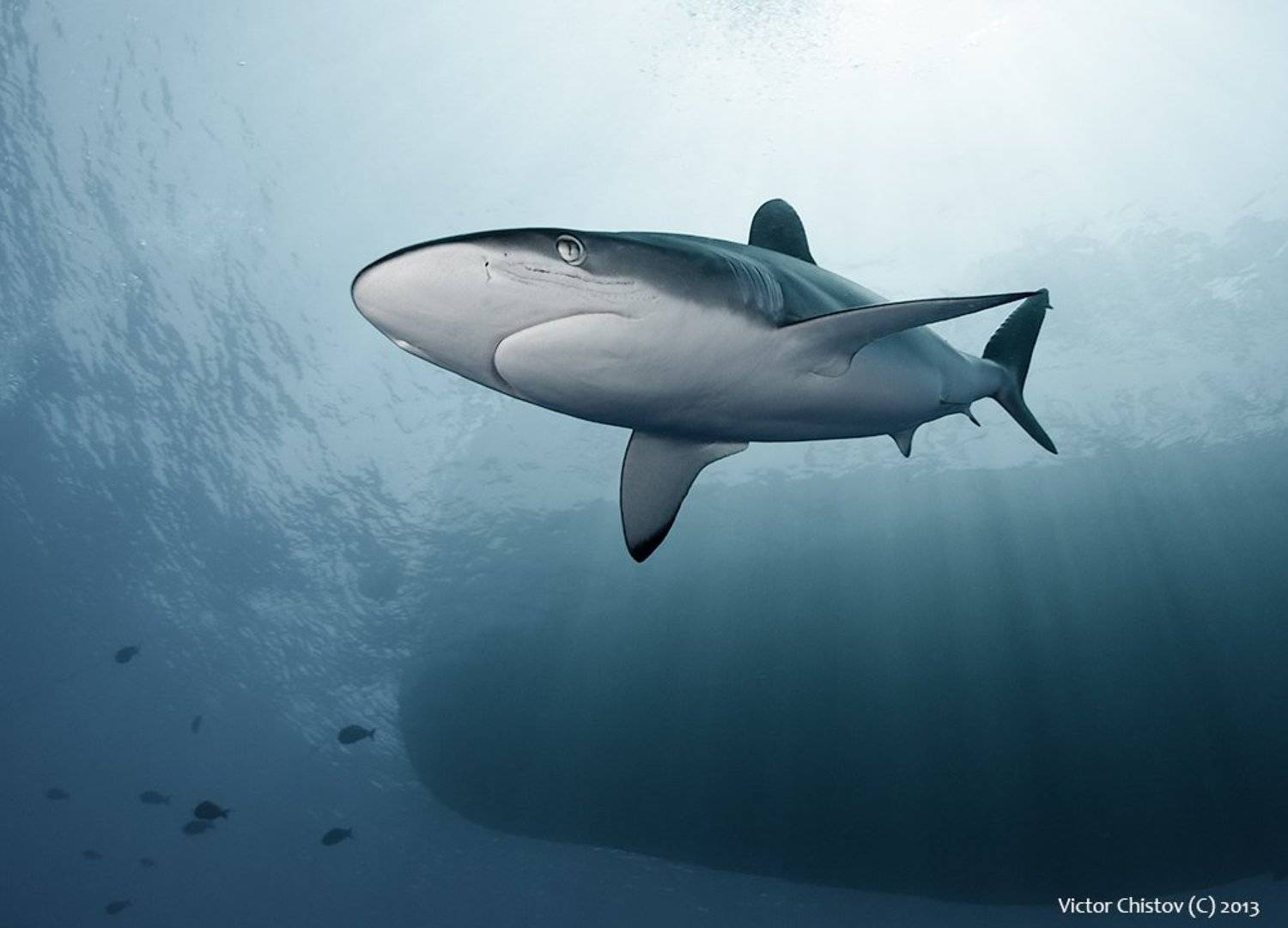 , Виктор Чистов