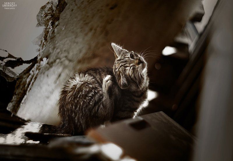 Утроphoto preview