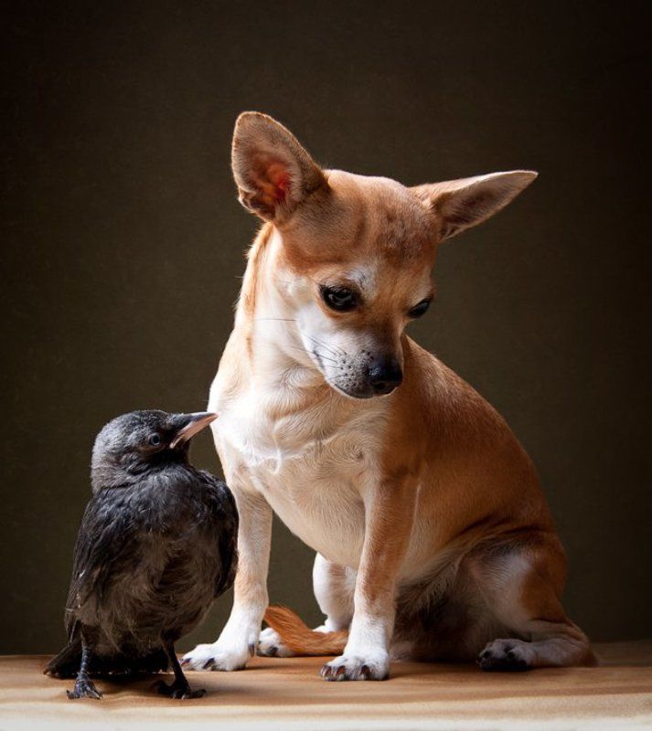 друзьяphoto preview