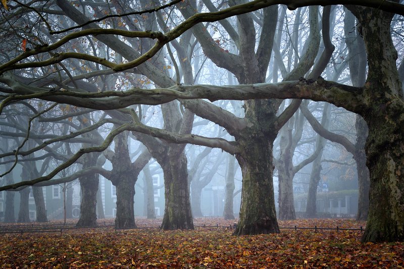 платаны trees magic mist morning tree foggy fog nature path autumn fall poland платаныphoto preview
