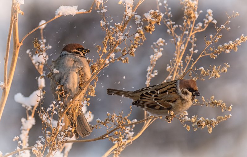 воробушки..photo preview