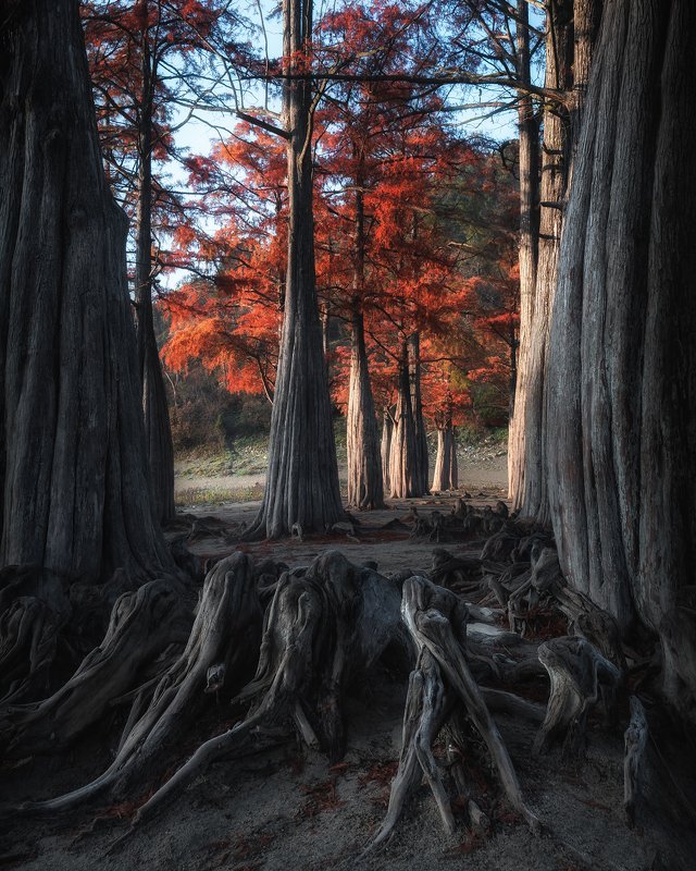 анапа Пневматофорыphoto preview