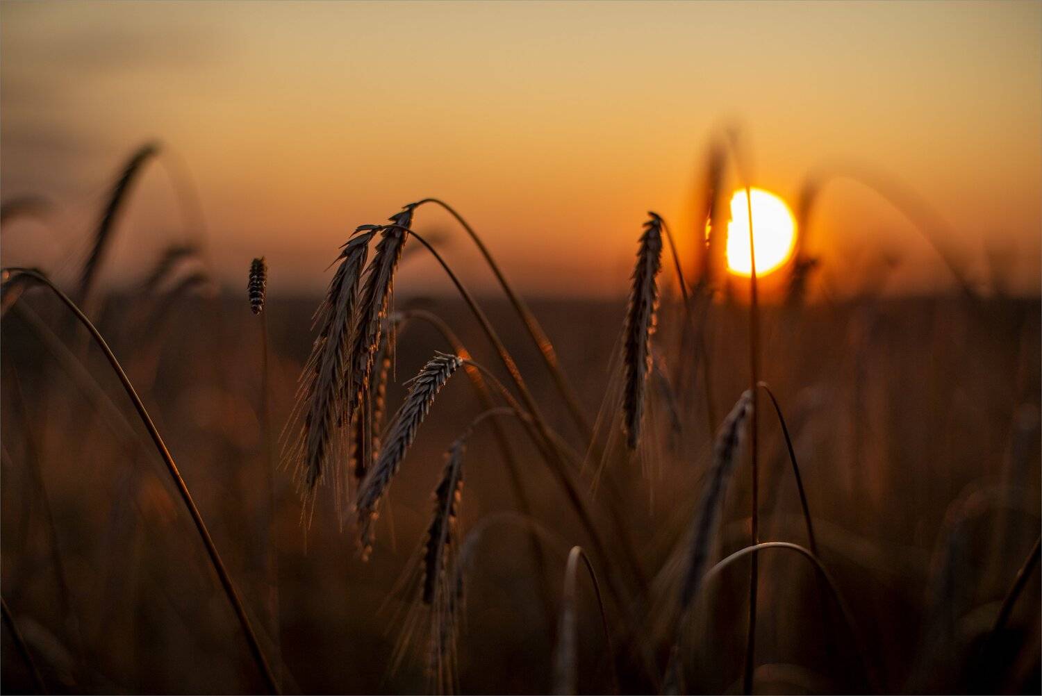 , Николай Шахманцир