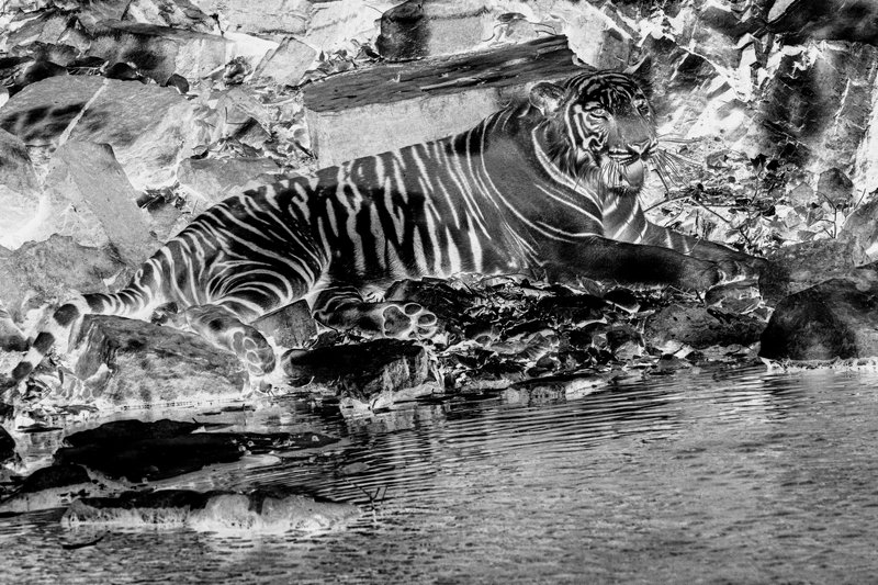 тигр БЕНГАЛИЯ(ИНДИЯ)photo preview