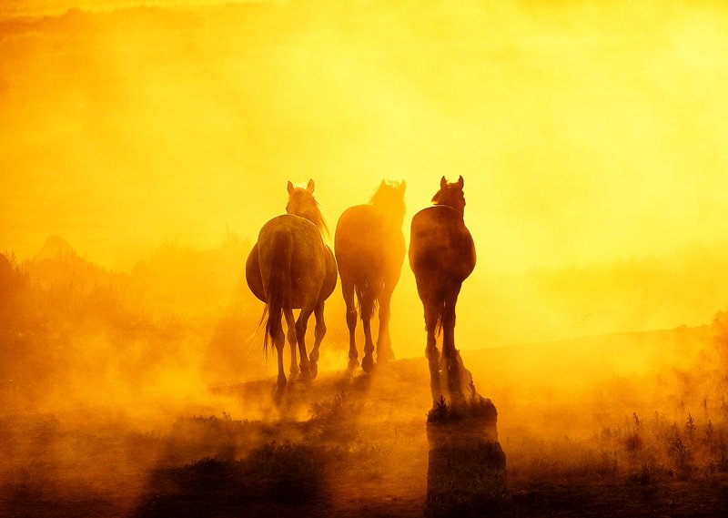 free horsesphoto preview